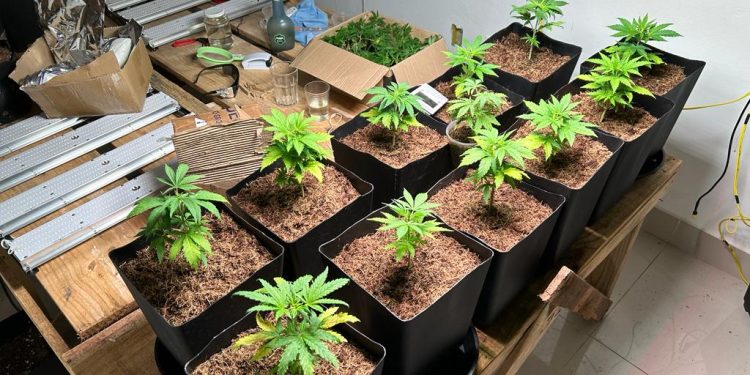 DRACO, DELAV e DECAP prendem dois traficantes de drogas