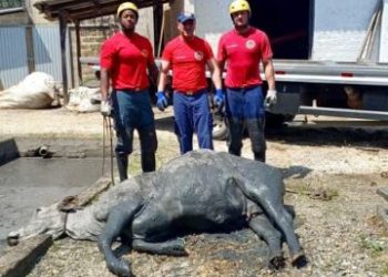 Bombeiro Militar acionado para resgate de animal em situação de perigo
