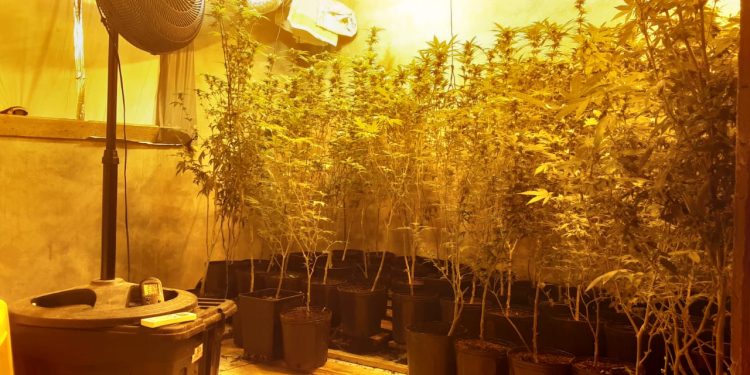 Estufa de maconha é encontrada dentro de residência na praia do Sonho