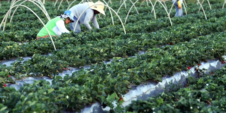 Dívida de agricultores familiares serão negociadas pelo Desenrola Brasil