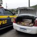 Homem tenta fugir mas é preso com mais de 200kg de maconha na BR-101 em Joinville