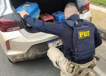 Homem é flagrado transportando araras e filhotes de papagaios em porta-malas na BR-101