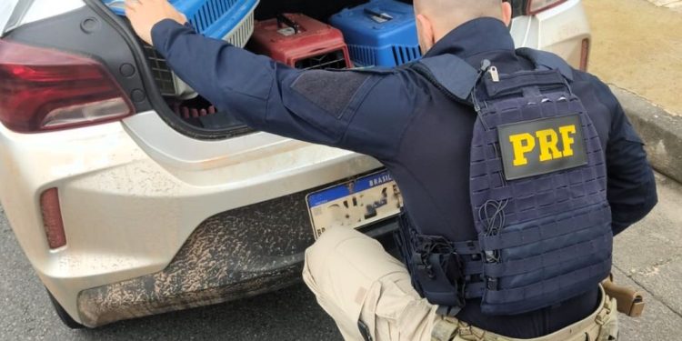 Homem é flagrado transportando araras e filhotes de papagaios em porta-malas na BR-101