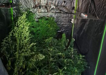 Delegacia de repressão a entorpecentes da DEIC cumpre mandados de busca e encontra estufa com plantação de maconha