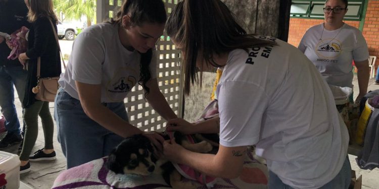 5º Mutirão de Castração contabiliza 104 procedimentos em cães e gatos em Nova Trento