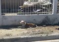 Bombeiro Militar acionado para capturar Pitbull solto que atacou e matou cachorro em Tijucas