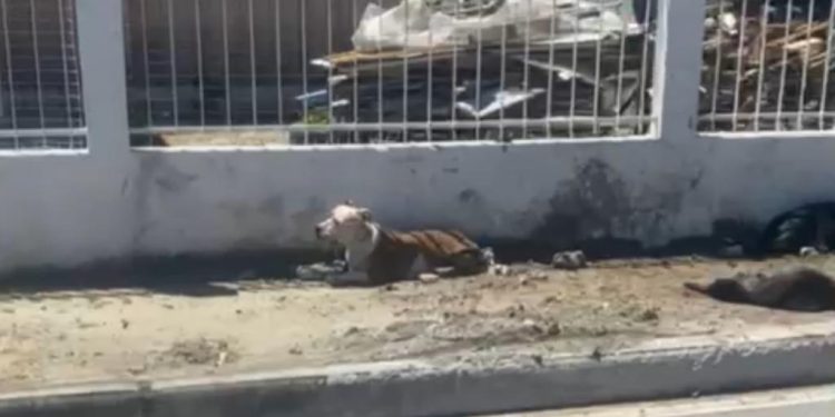 Bombeiro Militar acionado para capturar Pitbull solto que atacou e matou cachorro em Tijucas