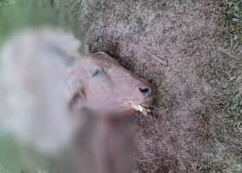 Touro é morto esquartejado teve carne furtada na Colônia de dentro em SJB