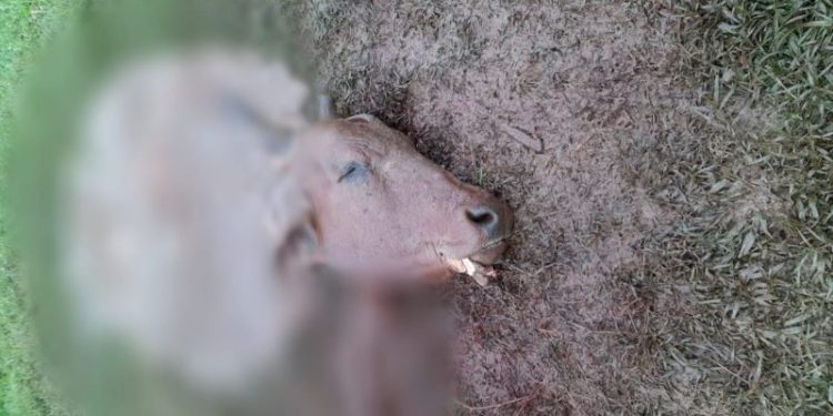 Touro é morto esquartejado teve carne furtada na Colônia de dentro em SJB