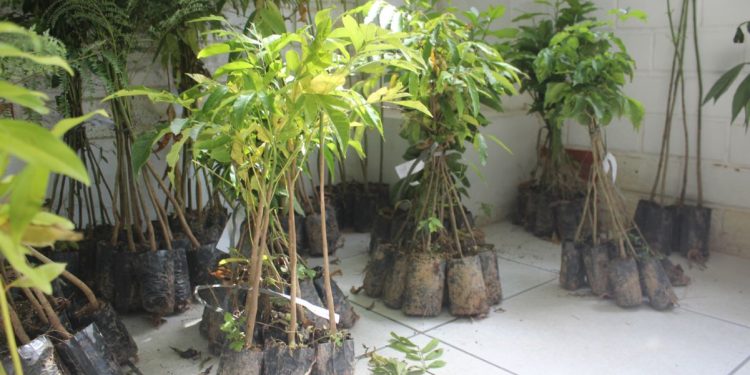 Fumab disponibiliza mudas nativas para doação gratuita à comunidade