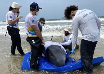 Baleia que encalhou em São Francisco do Sul é escoltada para reabilitação em Florianópolis