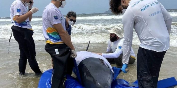 Baleia que encalhou em São Francisco do Sul é escoltada para reabilitação em Florianópolis