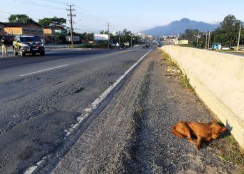 Cão atropelado é resgatado na BR-470 em Indaial