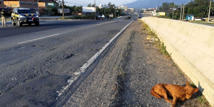 Cão atropelado é resgatado na BR-470 em Indaial
