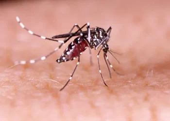Dengue: SC volta a ter número significativo de casos