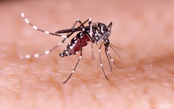 Dengue: SC volta a ter número significativo de casos