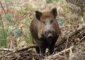 Lei que autoriza o controle e manejo sustentável dos javalis é sancionada em Santa Catarina