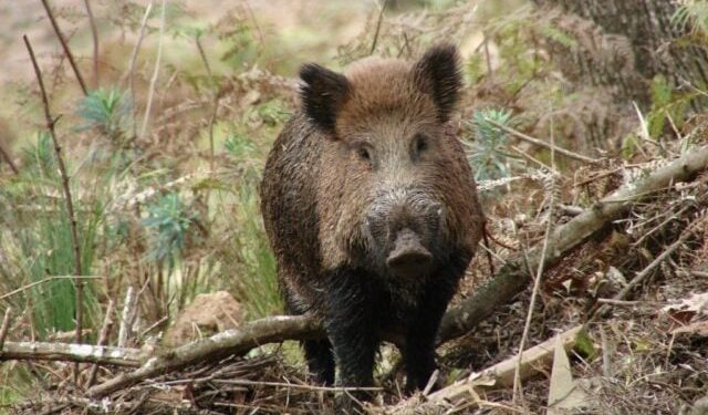 Lei que autoriza o controle e manejo sustentável dos javalis é sancionada em Santa Catarina