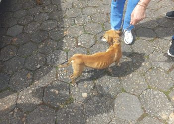 HOMEM É PRESO EM FLAGRANTE POR MAUS TRATOS CONTRA DOIS CÃES EM SÃO JOÃO BATISTA