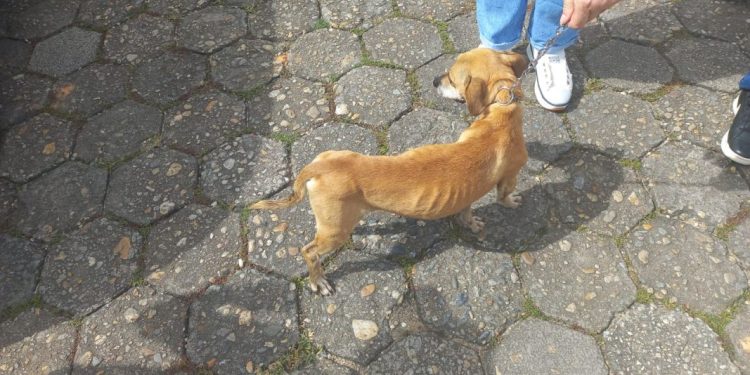 HOMEM É PRESO EM FLAGRANTE POR MAUS TRATOS CONTRA DOIS CÃES EM SÃO JOÃO BATISTA