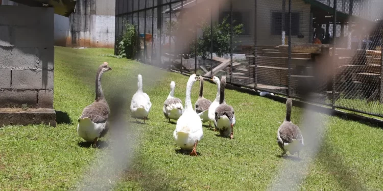 Em Santa Catarina, gansos desempenham um papel crucial no monitoramento de detentos em um presídio de segurança máxima