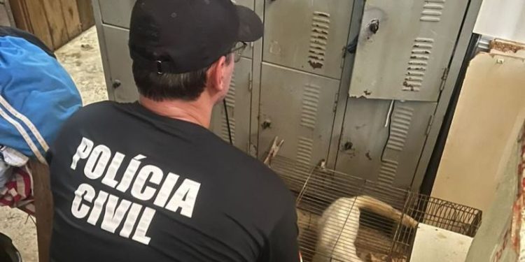 Polícia Civil realizou juntamente com o Instituto Chat Mouillé resgate de animais em situação de maus-tratos no Distrito de Tigipió