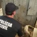 Polícia Civil realizou juntamente com o Instituto Chat Mouillé resgate de animais em situação de maus-tratos no Distrito de Tigipió