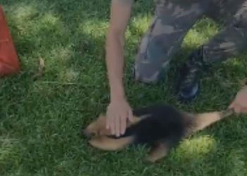 PRF salva de atropelamento filhote de tamanduá-mirim