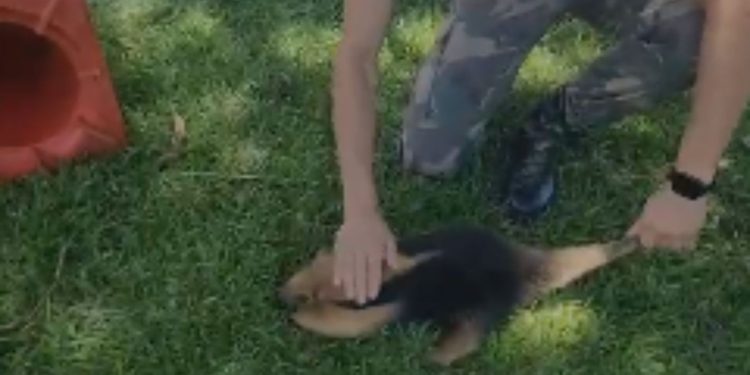 PRF salva de atropelamento filhote de tamanduá-mirim