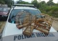 Após denúncias Policia Militar encontra quatro pássaros silvestres sem anilha de identificação