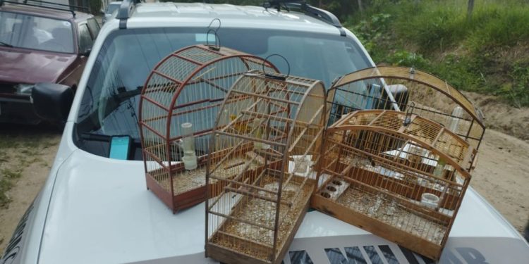 Após denúncias Policia Militar encontra quatro pássaros silvestres sem anilha de identificação