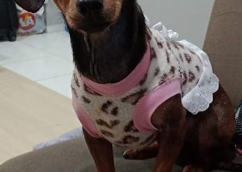 Polícia Civil indicia condutor de veículo que atropelou cão na noite de natal, resultando na morte do animal