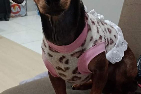 Polícia Civil indicia condutor de veículo que atropelou cão na noite de natal, resultando na morte do animal