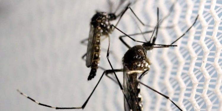O número de casos de dengue no Brasil, em janeiro, ultrapassa 217 mil
