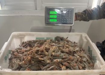 Operação de Combate à Pesca Ilegal Apreende 2,5 Toneladas de Camarão no Litoral Catarinense