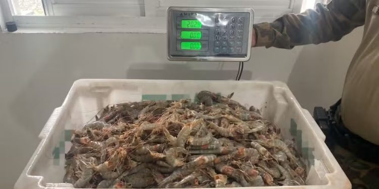 Operação de Combate à Pesca Ilegal Apreende 2,5 Toneladas de Camarão no Litoral Catarinense