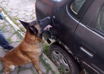 DIC de Itajaí prende três suspeitos por tráfico de drogas no bairro cordeiros