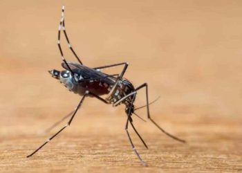 Santa Catarina Declara Situação de Emergência devido ao Aumento Drástico de Casos de Dengue