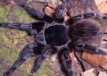Veneno de aranha brasileira surge como promessa no tratamento de câncer