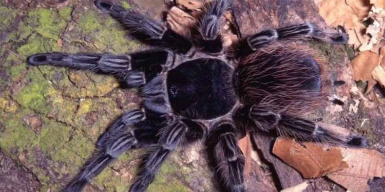 Veneno de aranha brasileira surge como promessa no tratamento de câncer