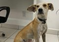 Polícia Civil identifica autora de maus tratos e resgata cão