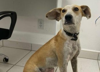 Polícia Civil identifica autora de maus tratos e resgata cão