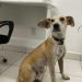 Polícia Civil identifica autora de maus tratos e resgata cão