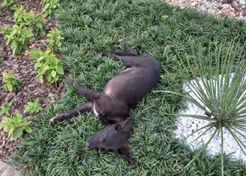 Homem responderá criminalmente por largar cães dentro da prefeitura de São João Batista