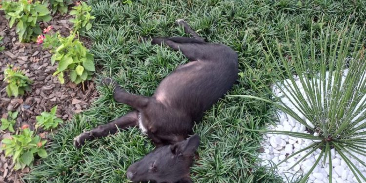 Homem responderá criminalmente por largar cães dentro da prefeitura de São João Batista