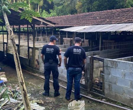 Polícia Civil, Ministério Público e Polícia Científica de Joinville localizam canil clandestino