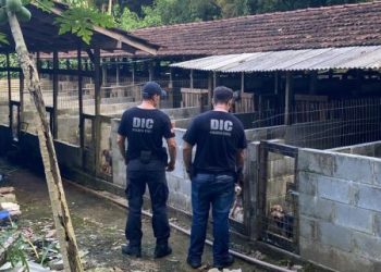 Polícia Civil, Ministério Público e Polícia Científica de Joinville localizam canil clandestino