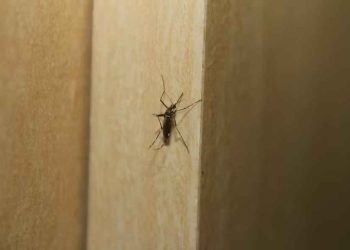 Cidade de SP decreta estado de emergência