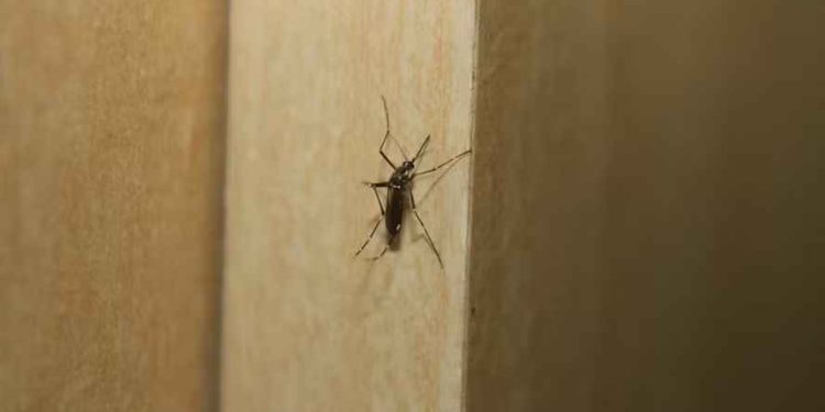 Cidade de SP decreta estado de emergência