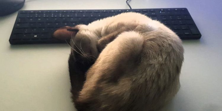 PRF resgata gata que viajava escondida debaixo de caminhão na BR-101